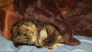 Illustration for article titled Slayer Rescued a Kitten, Because Nothing Is More Metal Than KittensÂ